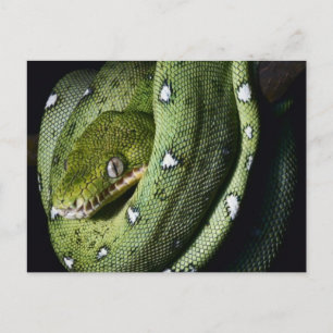 Cartão Postal Boa cobra de árvore verde na Bolívia
