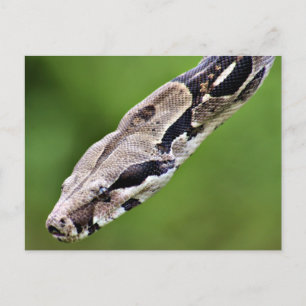 Cartão Postal Boa Constrictor