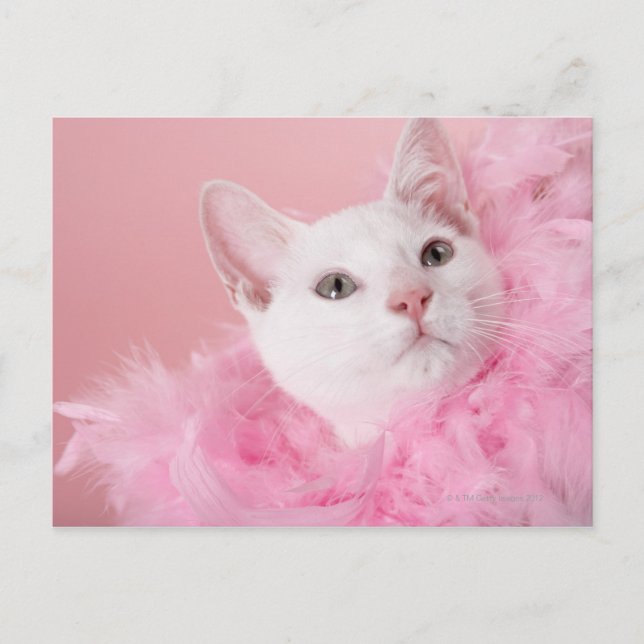 Cartão Postal Boa de penas de vestida de gato (Frente)