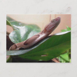 Cartão Postal Boa Fotografia