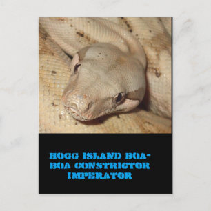 Cartão Postal Boa ilha de Hogg