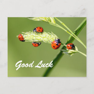 Cartão Postal Boa sorte com pequenos bichos-da-joia!