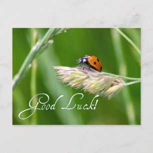 Cartão Postal Boa sorte com uma pequena joaninha!