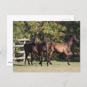 Cartão Postal Bob Langrish 3 Andalucian Youngsters Standing