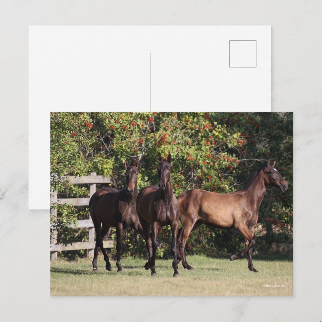 Cartão Postal Bob Langrish | 3 Andalucian Youngsters Standing (Frente/Verso)