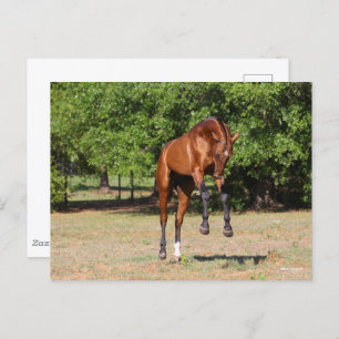 Cartão Postal Bob Langrish Akhal Teke Stallion Leaping