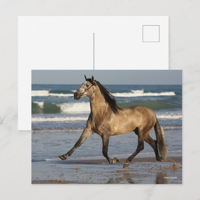 Cartão Postal Bob Langrish Andalucian Stallion Correndo Em Praia (Frente/Verso)