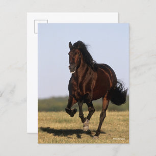 Cartão Postal Bob Langrish Andalucian Stallion Running