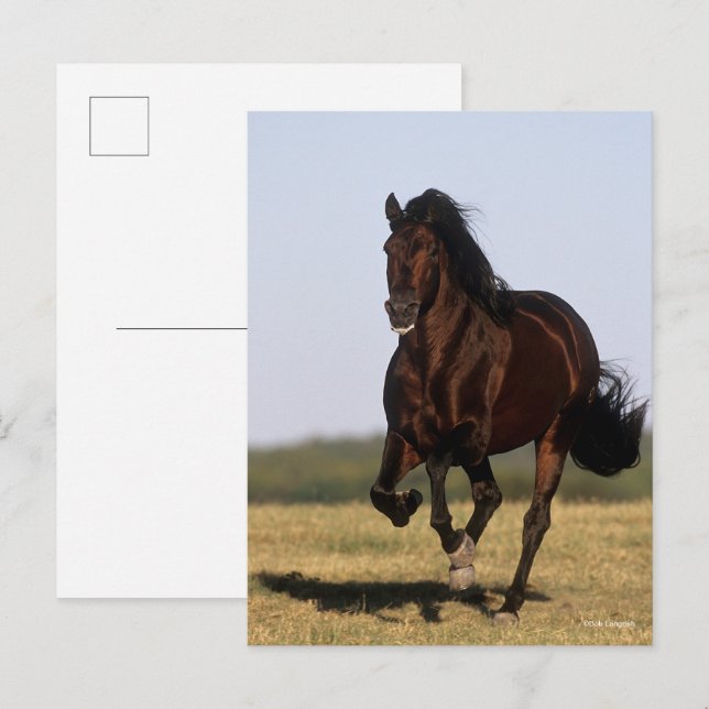 Cartão Postal Bob Langrish | Andalucian Stallion Running (Frente/Verso)