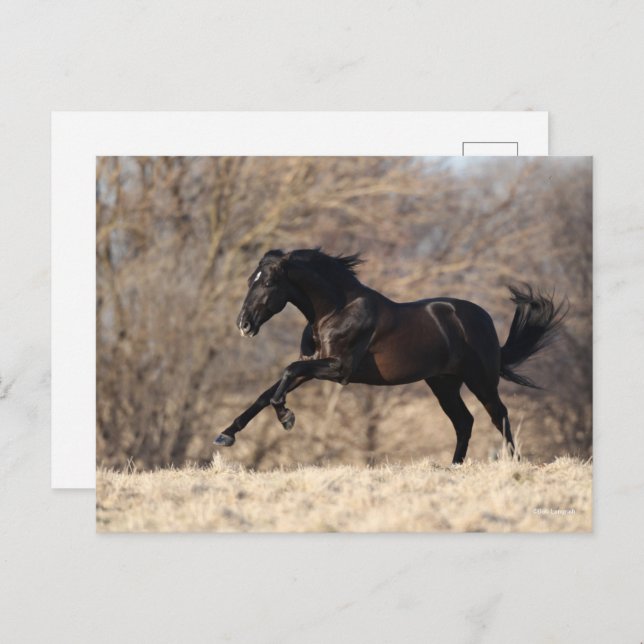 Cartão Postal Bob Langrish | Andaluciano em funcionamento (Frente/Verso)