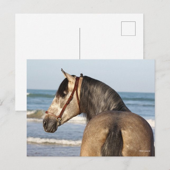 Cartão Postal Bob Langrish | Andaluciano Stallion Headshot Sea (Frente/Verso)