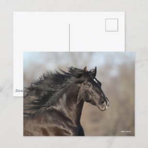 Cartão Postal Bob Langrish   Andaluzia Headshot Mane Fluxo