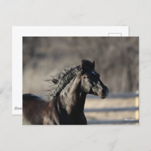 Cartão Postal Bob Langrish Andaluzia Headshot Mane Fluxo