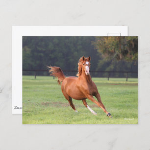 Cartão Postal Bob Langrish   Aproximação de Oldenburg Chestnut