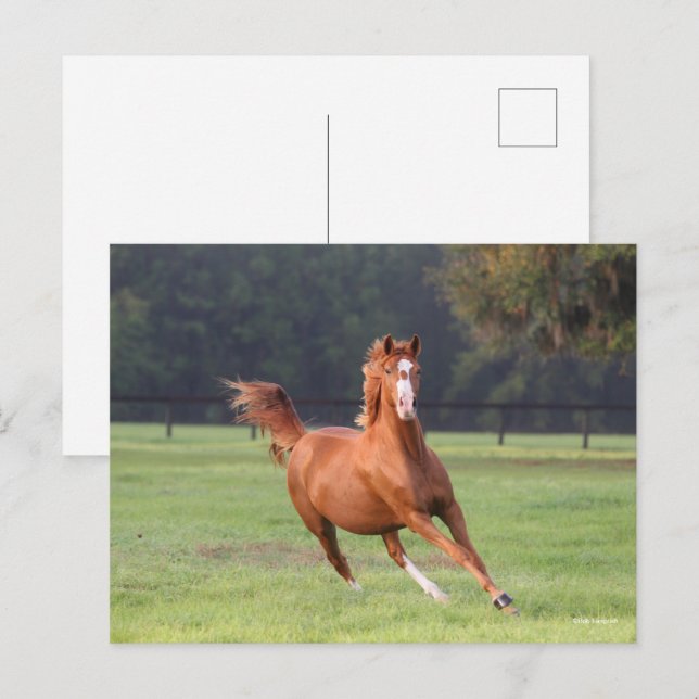 Cartão Postal Bob Langrish | Aproximação de Oldenburg Chestnut (Frente/Verso)