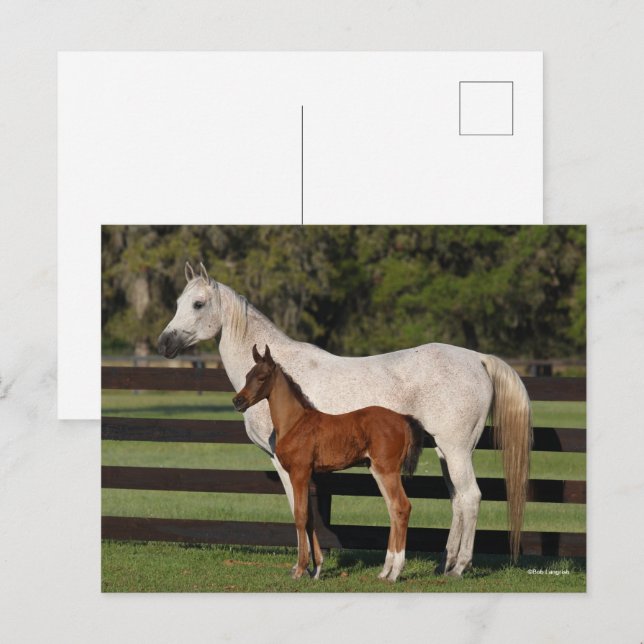 Cartão Postal Bob Langrish Arab Mare e Foal em pé juntos (Frente/Verso)