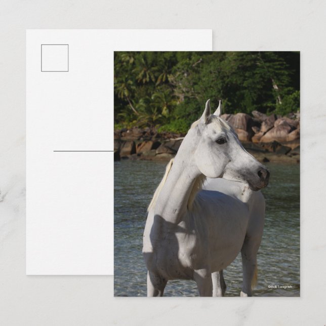 Cartão Postal Bob Langrish Arab Mare Em Cabeça De Água (Frente/Verso)