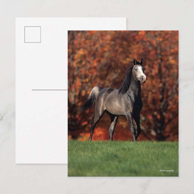 Cartão Postal Bob Langrish | Arab Standing Autumn Background (Frente/Verso)