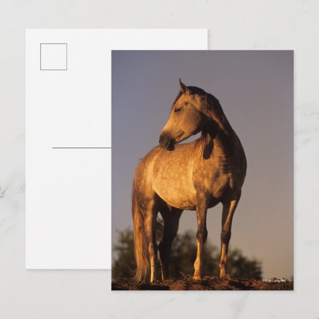 Cartão Postal Bob Langrish | Arab Standing On Hill At Sunset (Frente/Verso)