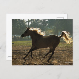 Cartão Postal Bob Langrish Arábica Com Luz Traseira