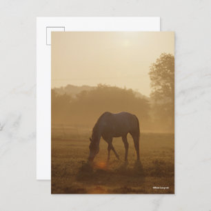 Cartão Postal Bob Langrish Arrasto Árabe Ao Sol