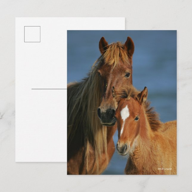Cartão Postal Bob Langrish | Baker Pony Mare and Foal headshot (Frente/Verso)