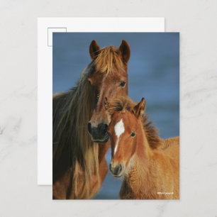 Cartão Postal Bob Langrish Banker Pony Mare e Foal Headshot