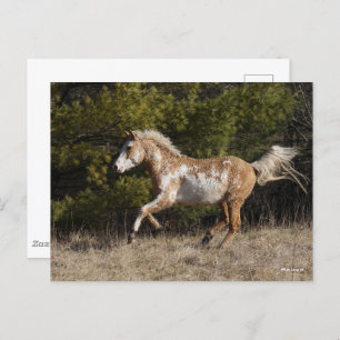 Cartão Postal Bob Langrish Bashkir Curly Stallion Running