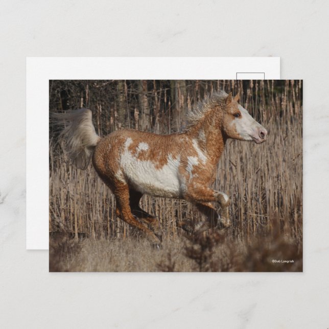 Cartão Postal Bob Langrish | Bashkir Curly Stallion Running (Frente/Verso)