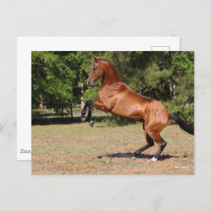 Cartão Postal Bob Langrish Bay Akhal Teke Stallion Rearing