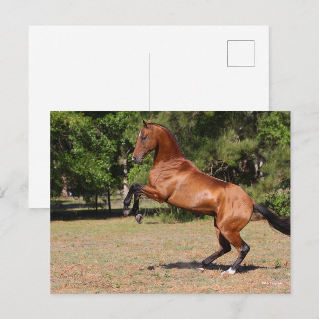 Cartão Postal Bob Langrish | Bay Akhal Teke Stallion Rearing (Frente/Verso)