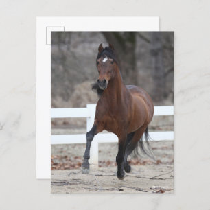 Cartão Postal Bob Langrish Bay Andalucian Stallion Running