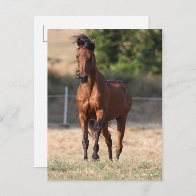 Cartão Postal Bob Langrish | Bay Arab Standing Mane Blowing (Frente/Verso)