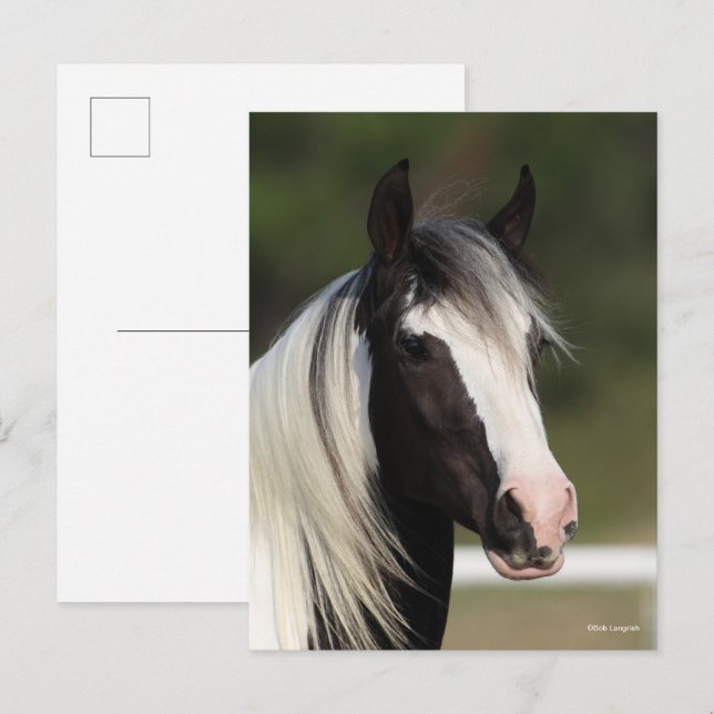 Cartão Postal Bob Langrish Black and White Gypsy Vanner headshot (Frente/Verso)