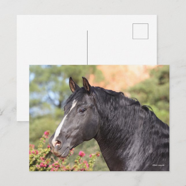 Cartão Postal Bob Langrish | Black Andalucian Stallion headshot (Frente/Verso)