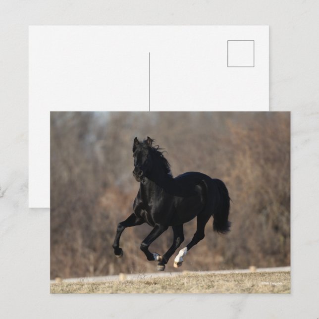 Cartão Postal Bob Langrish | Black Andalucian Stallion Running (Frente/Verso)