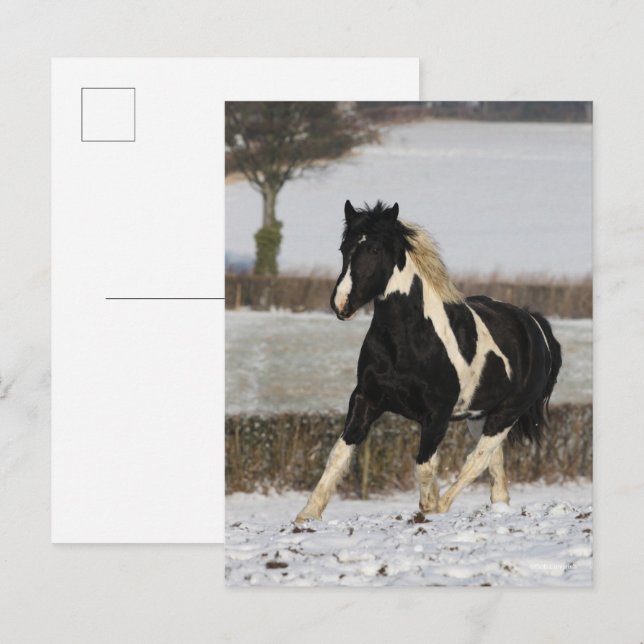 Cartão Postal Bob Langrish Black e White Welsh Cob na Neve (Frente/Verso)