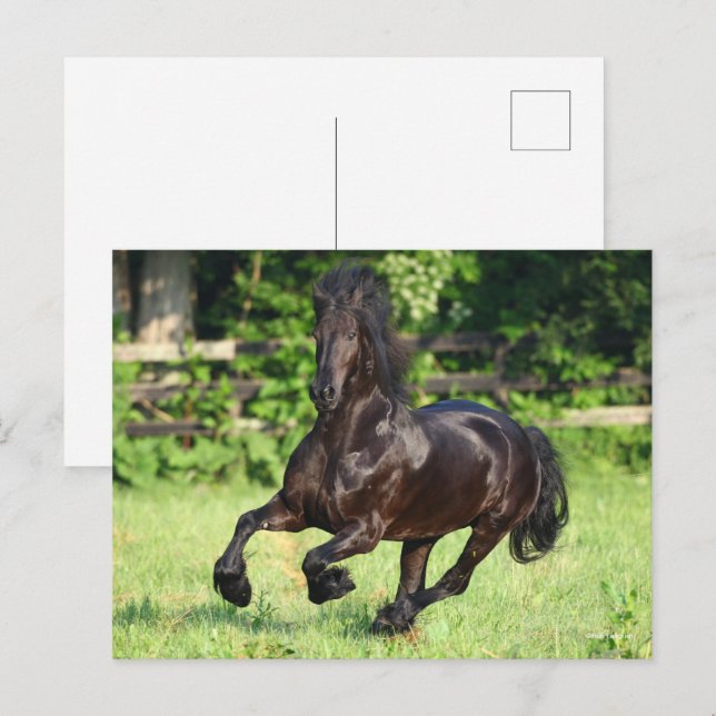 Cartão Postal Bob Langrish | Black Friesian Running (Frente/Verso)