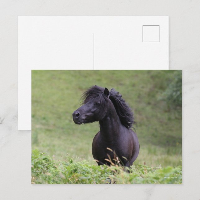 Cartão Postal Bob Langrish Black Shetland Pony Stallion (Frente/Verso)