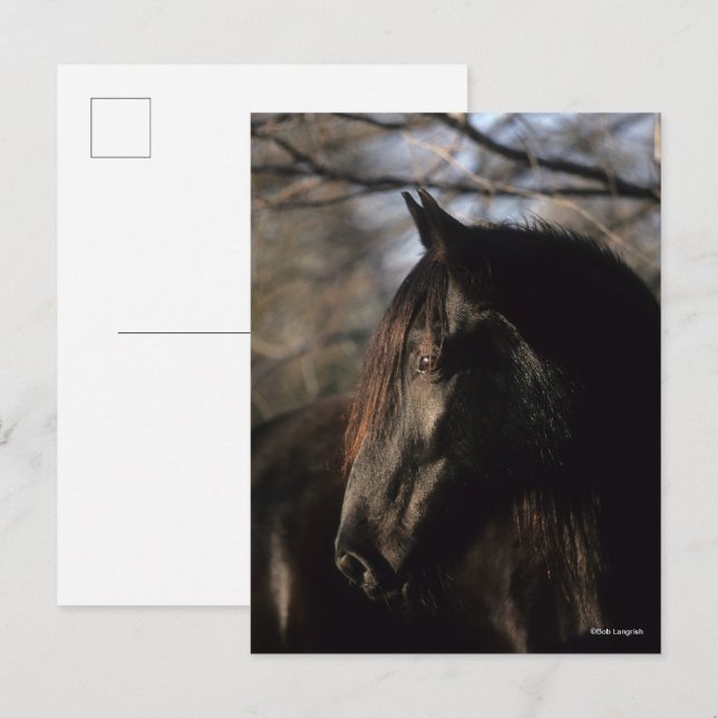 Cartão Postal Bob Langrish | Black Tennessee Walker Headshot (Frente/Verso)