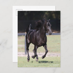 Cartão Postal Bob Langrish Black Tennessee Walker Running