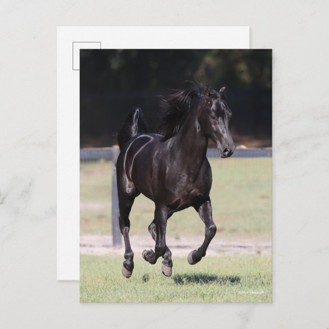 Cartão Postal Bob Langrish | Black Tennessee Walker Running (Frente/Verso)
