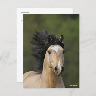 Cartão Postal Bob Langrish Buckskin Welsh Pony Headshot