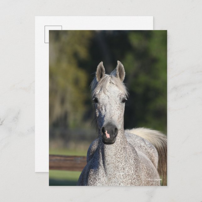 Cartão Postal Bob Langrish | Cabeça árabe da Cinza (Frente/Verso)