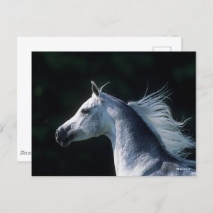 Cartão Postal Bob Langrish Cabeça Árabe da Cinza 3