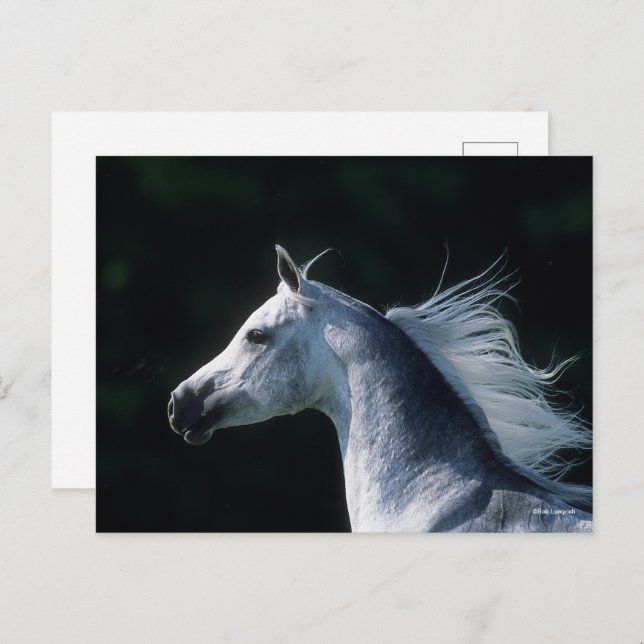 Cartão Postal Bob Langrish | Cabeça Árabe da Cinza 3 (Frente/Verso)