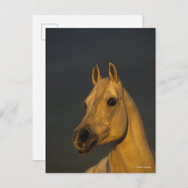 Cartão Postal Bob Langrish | Cabeça Árabe Da Cinza Ao Sol (Frente/Verso)