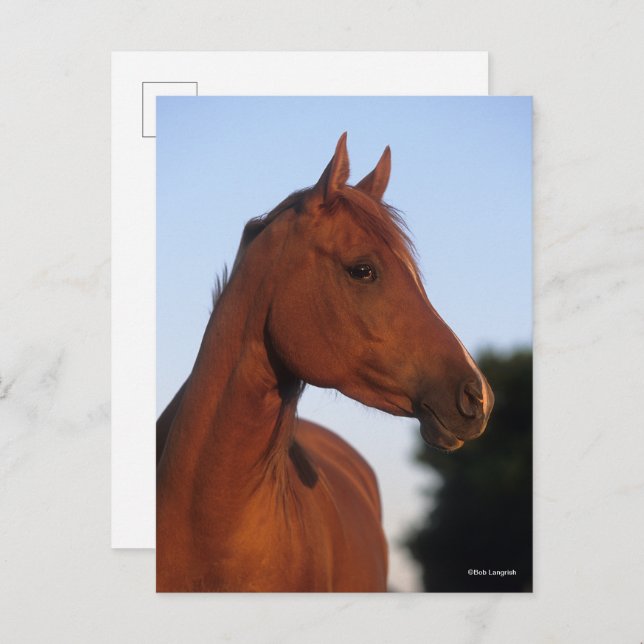 Cartão Postal Bob Langrish | Cabeça Árabe de Castanheiro (Frente/Verso)