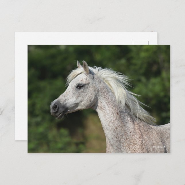 Cartão Postal Bob Langrish | Cabeça Árabe de Cinzas (Frente/Verso)