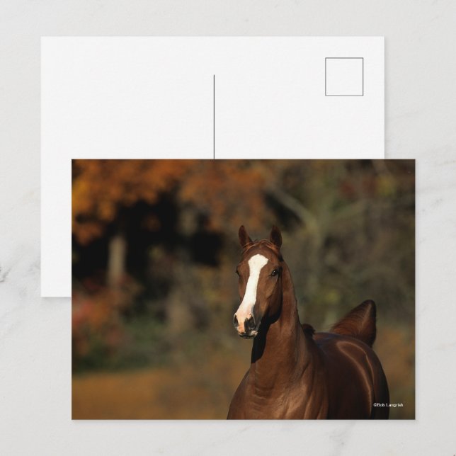 Cartão Postal Bob Langrish | Cabeça de Chestnut Thoroughcreme (Frente/Verso)